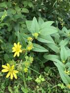 Imagem de Silphium integrifolium var. asperrimum (Hook.) B. L. Turner