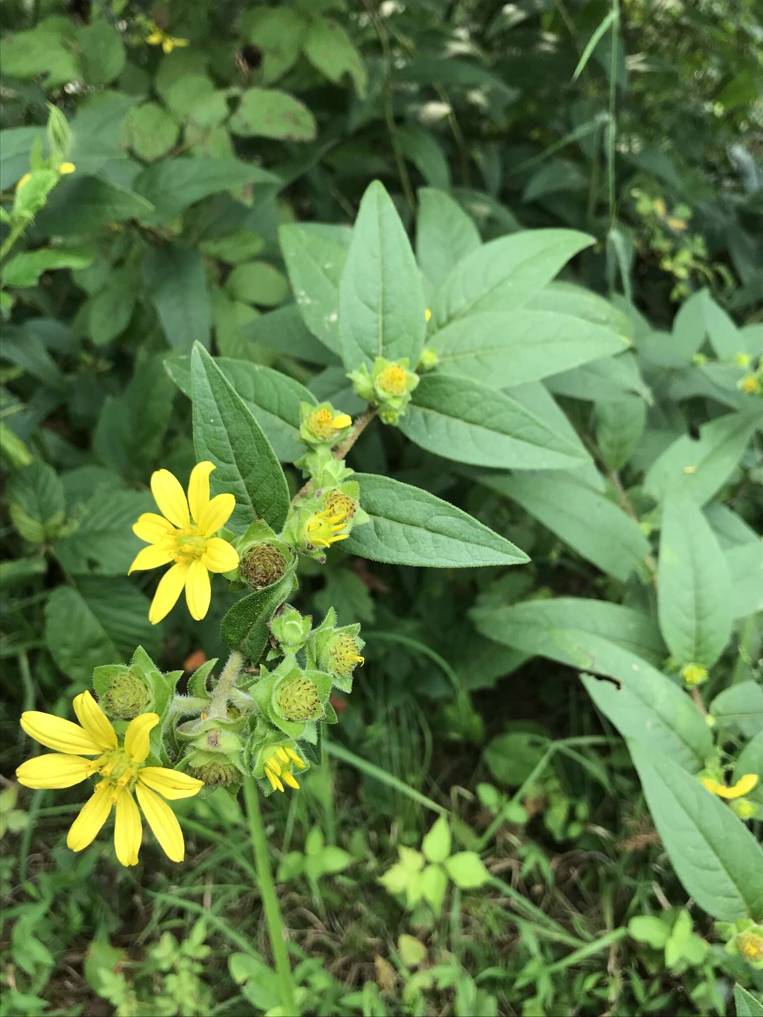 Imagem de Silphium integrifolium var. asperrimum (Hook.) B. L. Turner