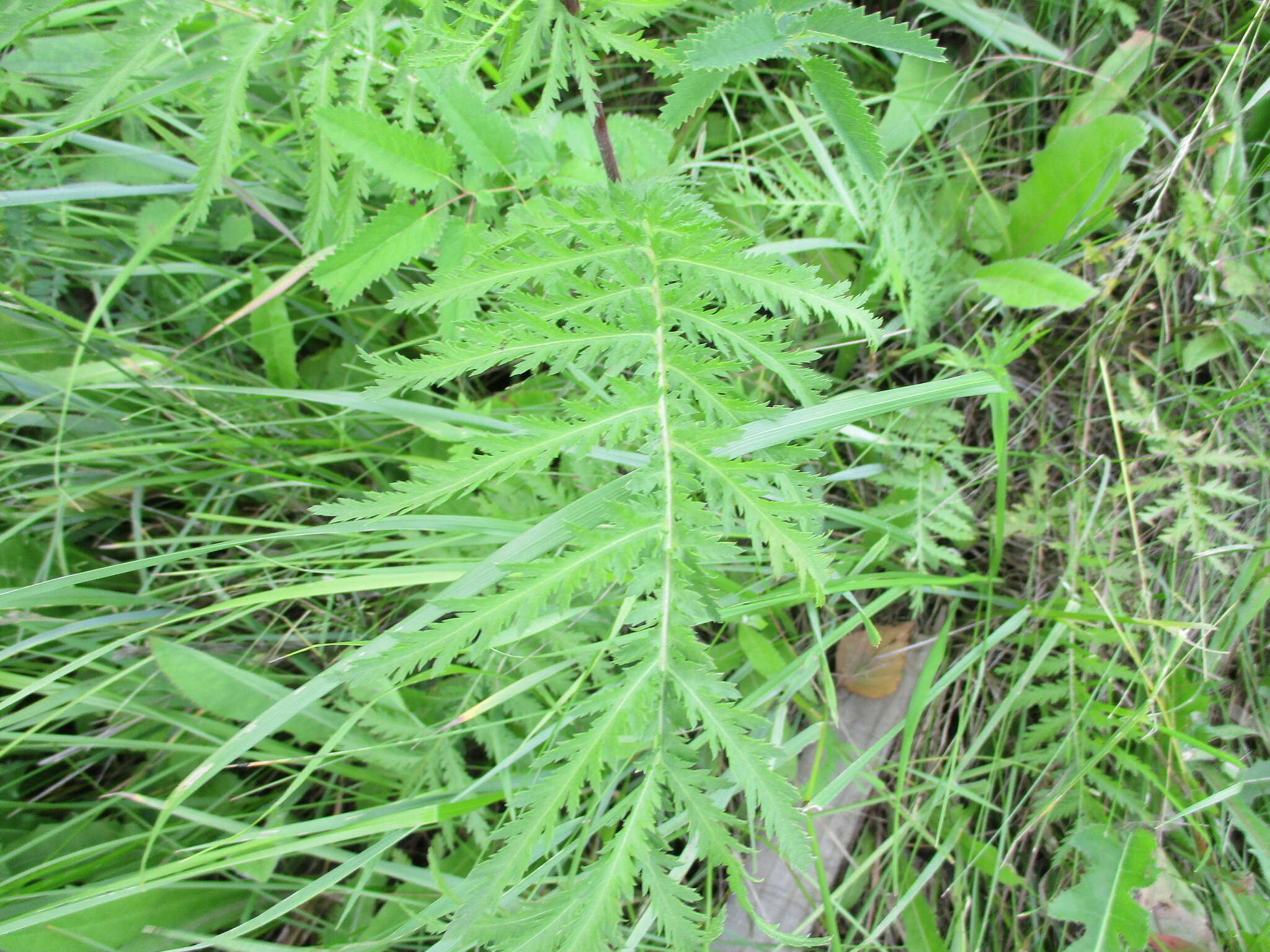 Image of Tanacetum vulgare subsp. boreale (Fisch. ex DC.) A 1975