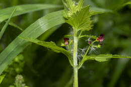 Imagem de Scrophularia peregrina L.