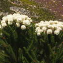 Image of Berzelia abrotanoides (L.) Brongn.