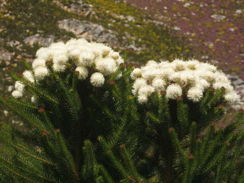 Image of Berzelia abrotanoides (L.) Brongn.