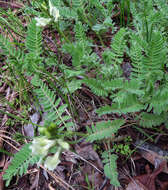 Plancia ëd Astragalus accidens var. hendersonii (S. Wats.) M. E. Jones