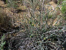 Image of Euphorbia tenax Burch.