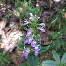 Image of Lobelia erectiuscula H. Hara