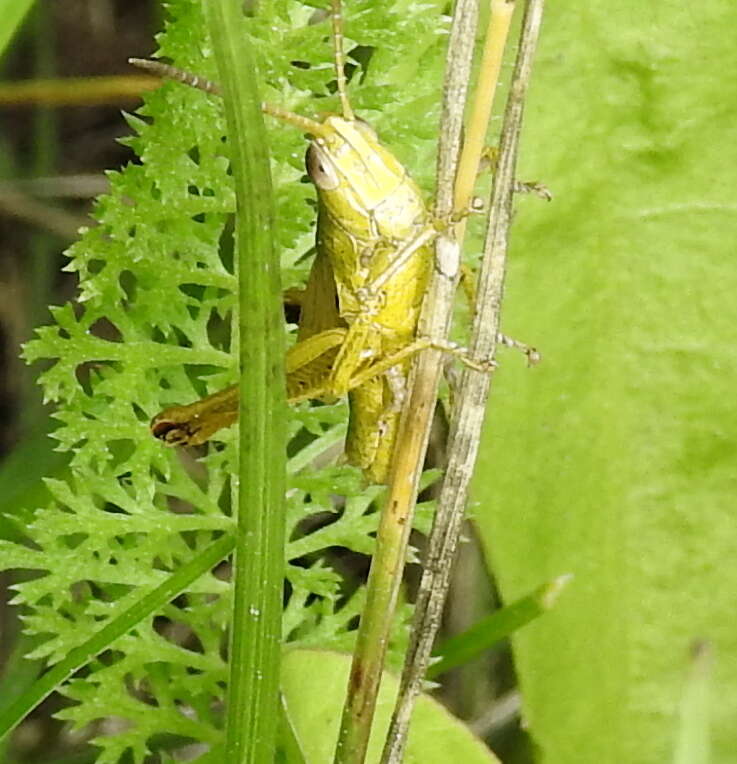 Plancia ëd Chrysochraon