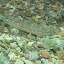 Image of Sarato's Goby