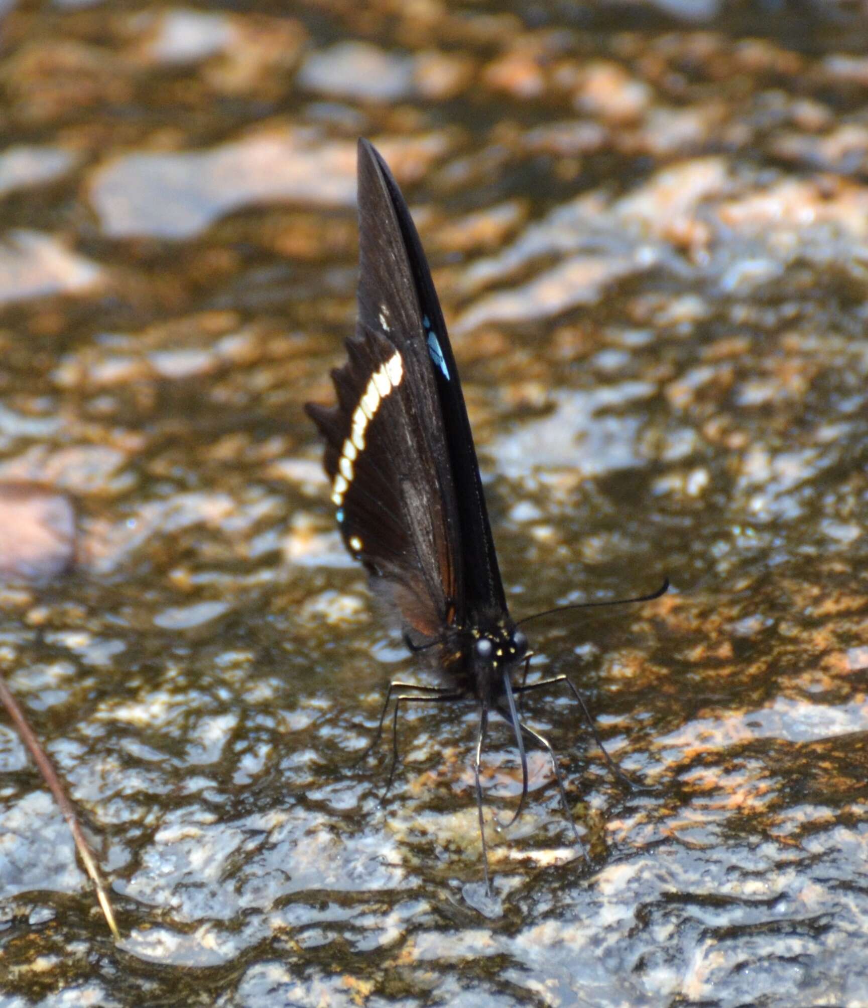 Papilio thuraui Karsch 1900的圖片