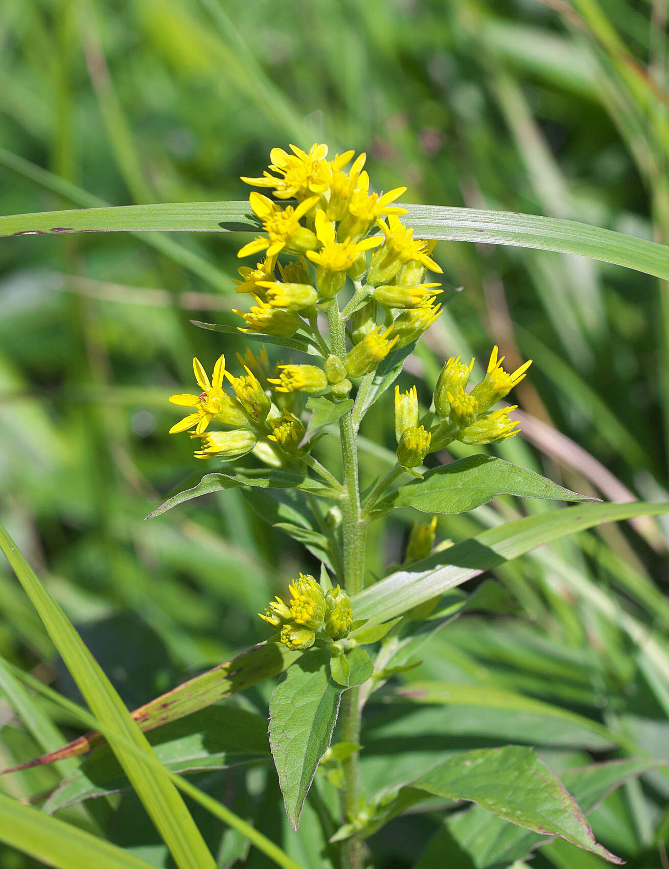 Image of Solidago virgaurea subsp. asiatica (Nakai ex Hara) Kitam. ex Hara