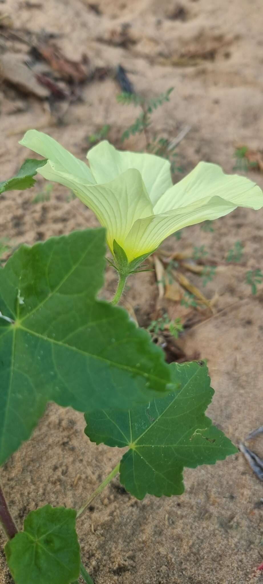 Image of Hibiscus schinzii Gürke ex Schinz