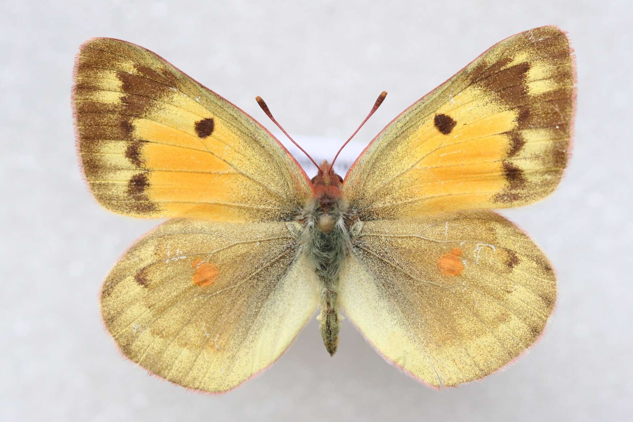 Image of Colias chrysotheme (Esper 1777)