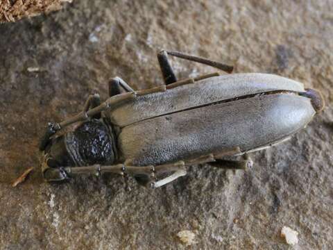 Image of Neoplocaederus granulatus (Aurivillius 1908)