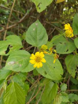 Image de Wollastonia biflora (L.) DC.