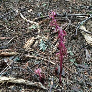 Image of Pacific coralroot