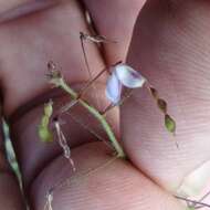 Imagem de Desmodium rosei B. G. Schub.