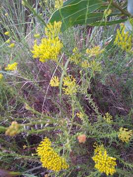 Image of Athanasia juncea (DC.) D. Dietr.