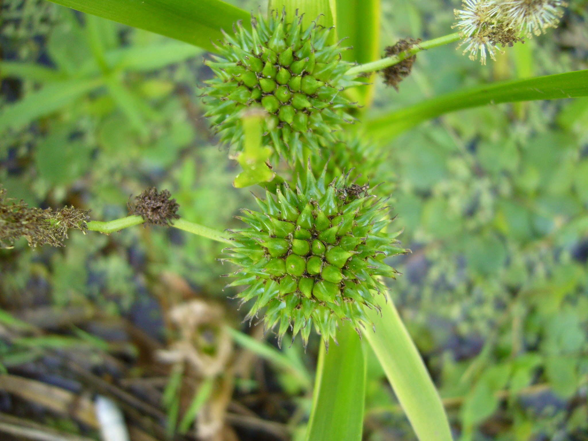 Image of Branched Bur-reed