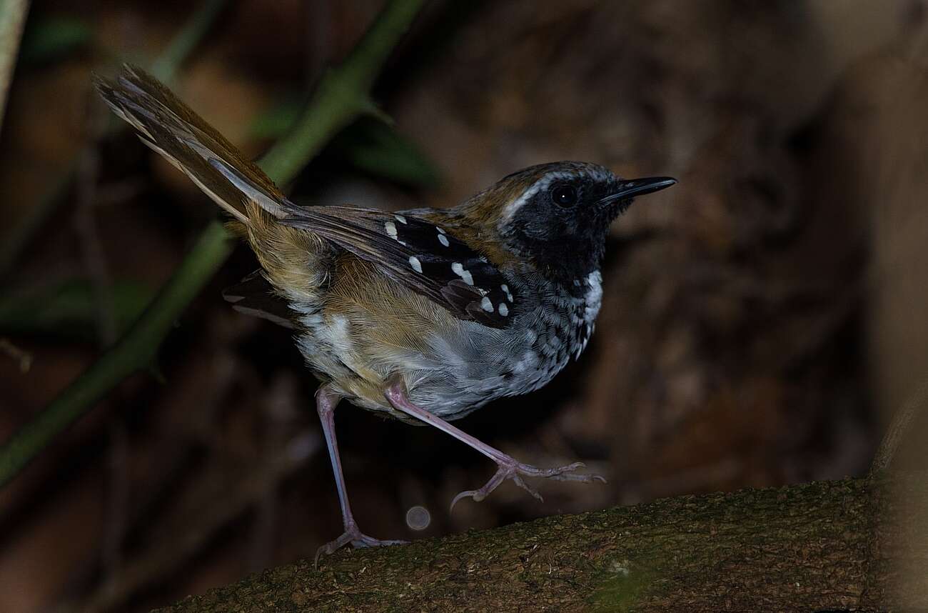 Image of Squamate Antbird