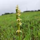 Image de Habenaria heyneana Lindl.