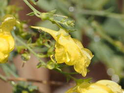 Imagem de Linaria genistifolia subsp. genistifolia