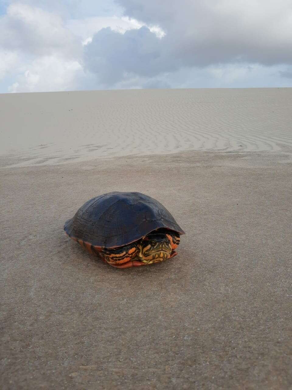 Image of Carvalho's slider