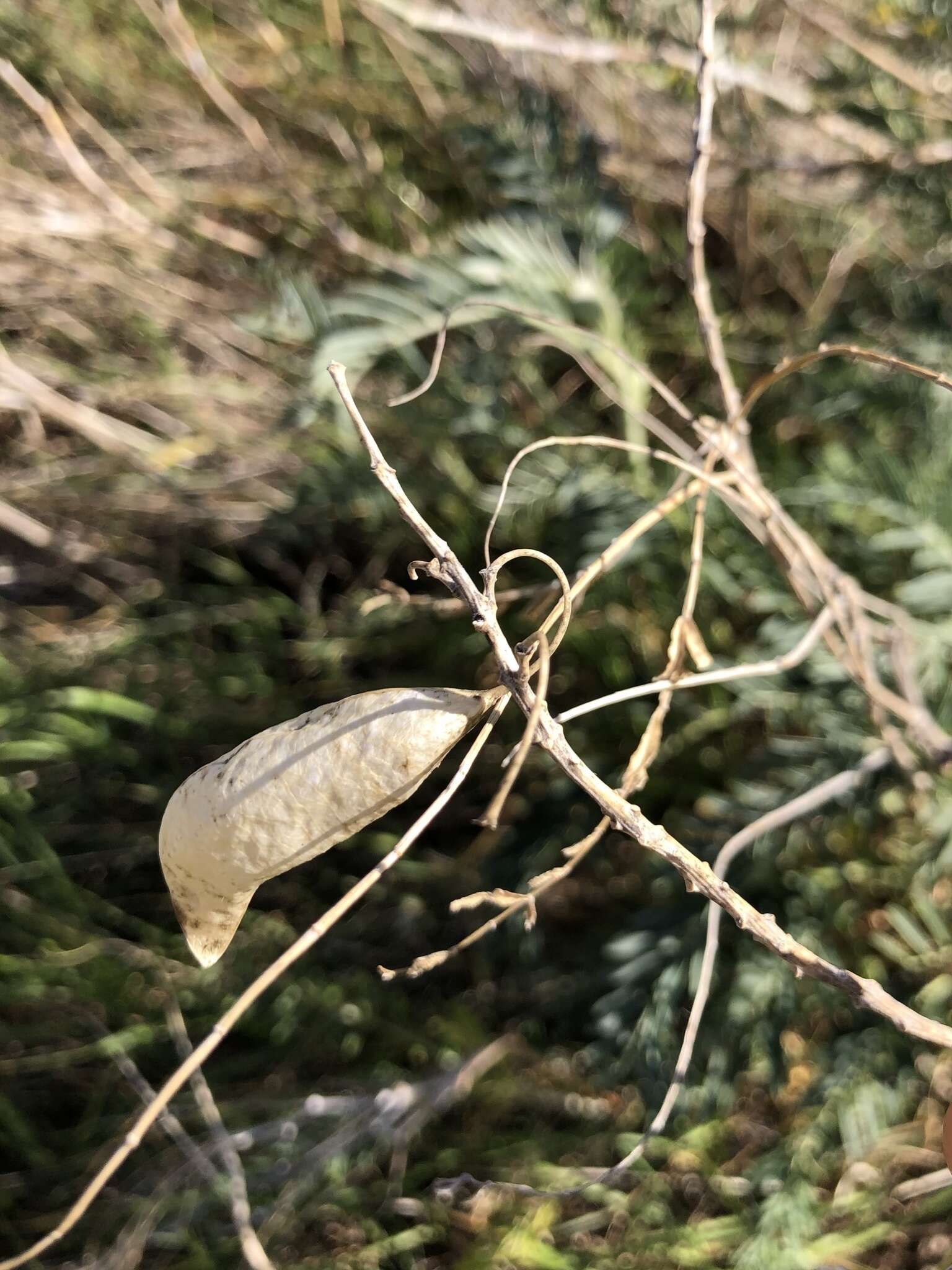 Imagem de Astragalus asymmetricus Sheldon