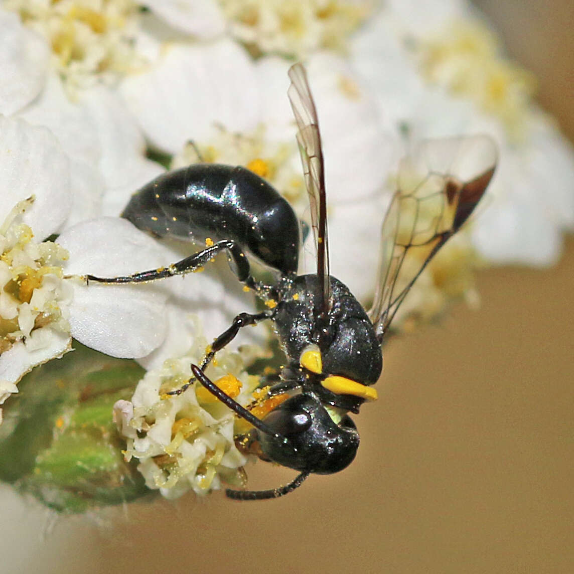 Imagem de Hylaeus primulipictus (Cockerell 1905)