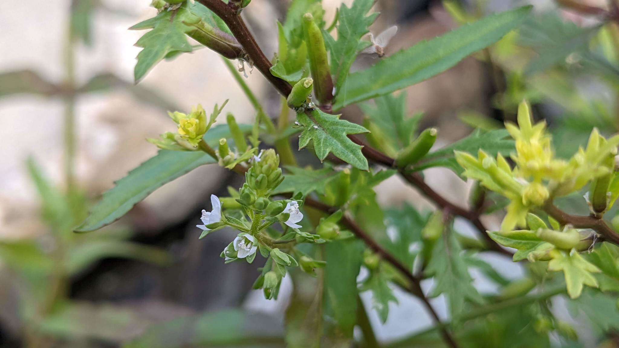 Rorippa cantoniensis (Lour.) Ohwi的圖片