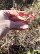 Image of Hypenia macrantha (A. St.-Hil. ex Benth.) Harley