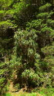 Image of mountain neinei