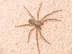 Image of Philodromus buxi Simon 1884