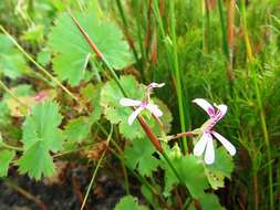 Image of Pelargonium patulum var. patulum