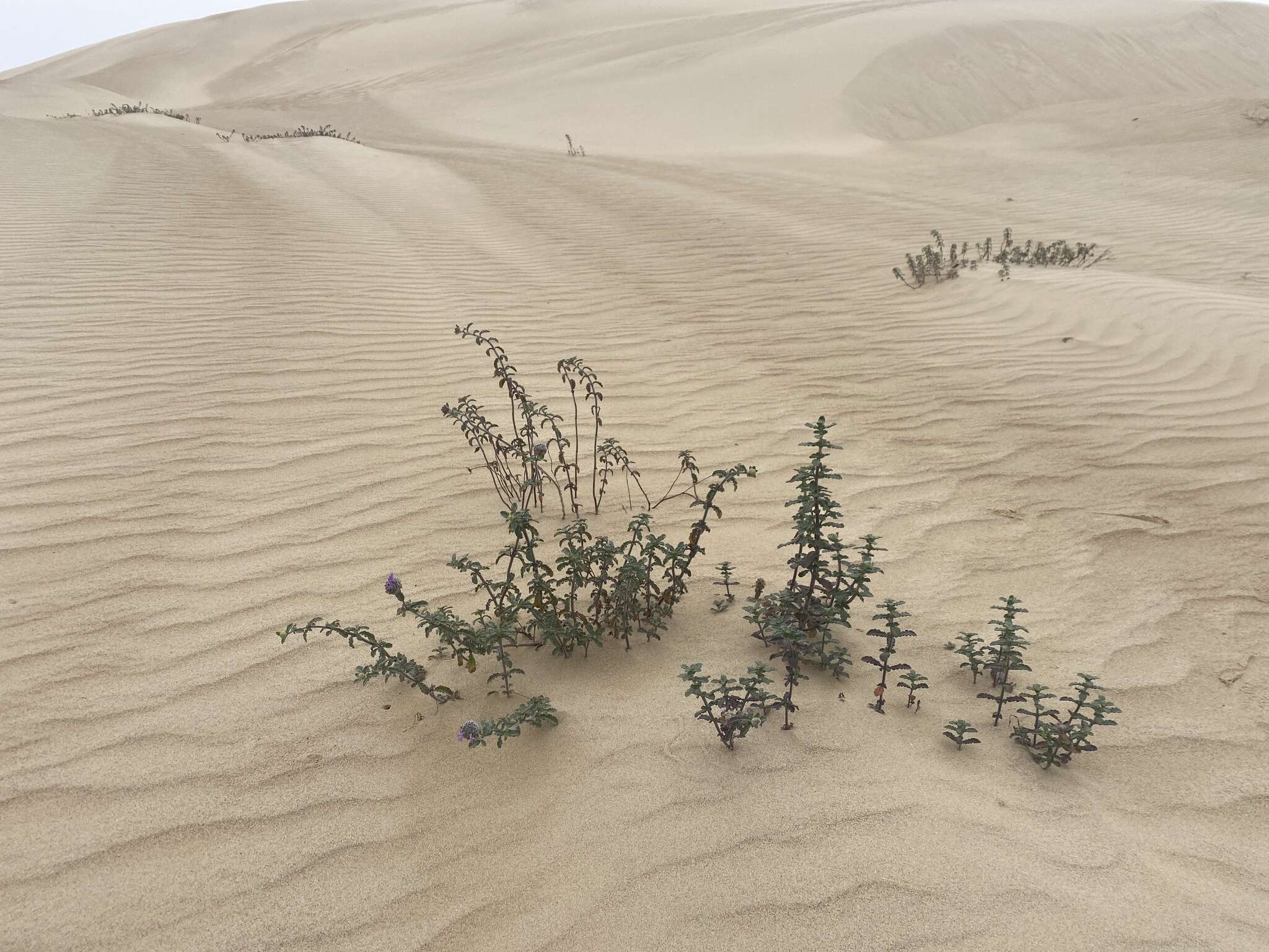 Image of curlyleaf monardella