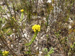 Image of Athanasia quinquedentata subsp. quinquedentata