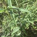 Image of smooth sunflower