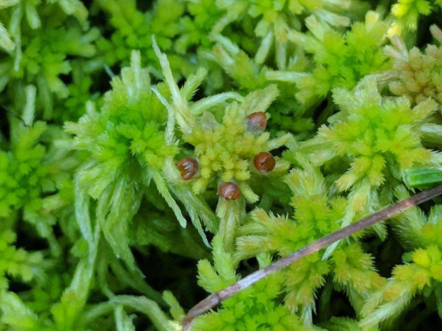 صورة Sphagnum fallax Klinggräff 1881