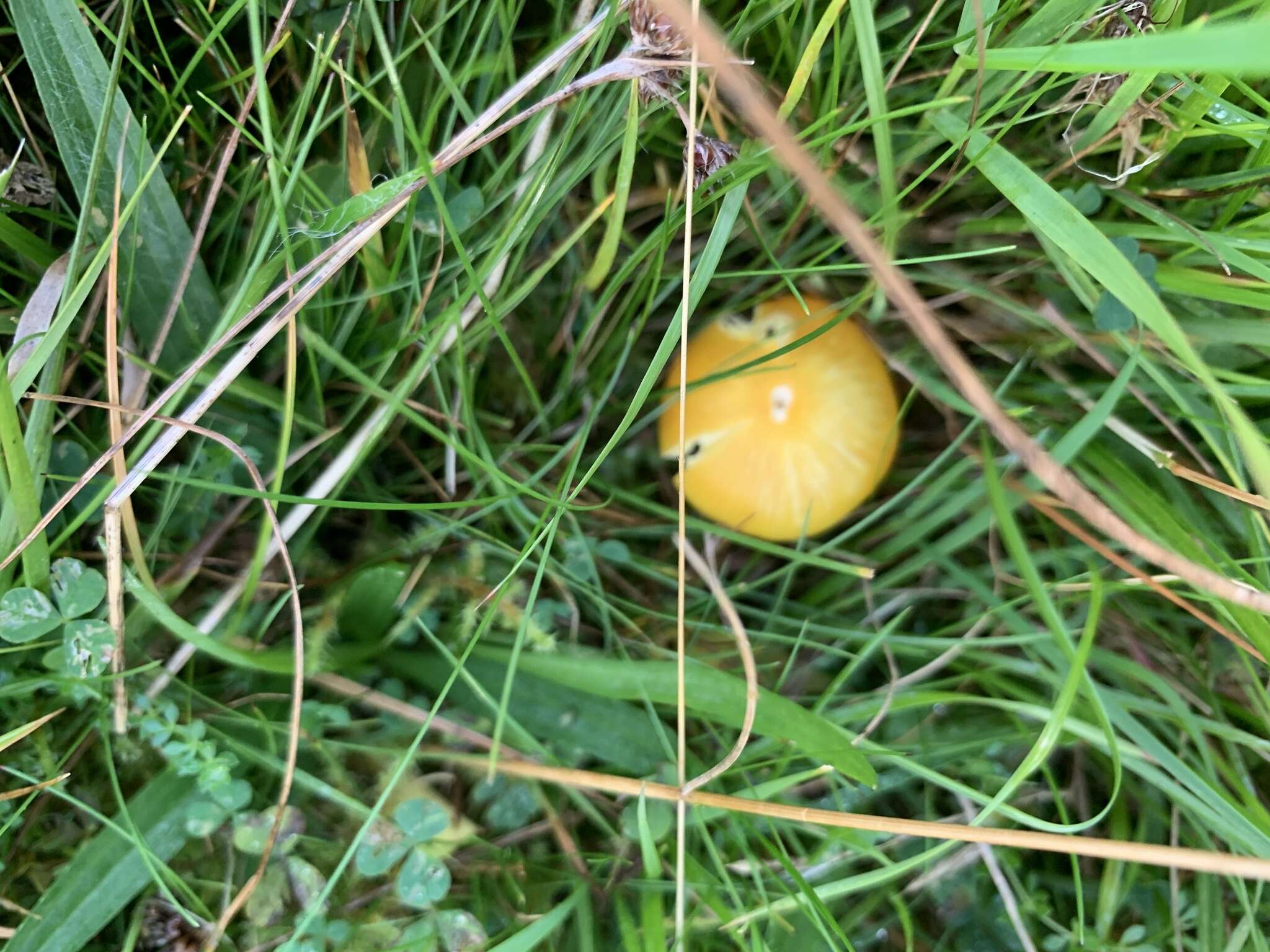 Hygrocybe chlorophana (Fr.) Wünsche 1877 resmi