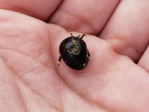 Слика од Calcinus laevimanus (Randall 1840)