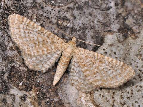 Слика од Eupithecia spissilineata Metzner 1846