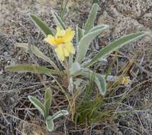 Image of Goodenia willisiana R. Carolin