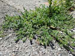 Image de Verbena bracteata Cav. ex Lag. & Rodr.