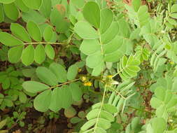 Image of oneleaf senna