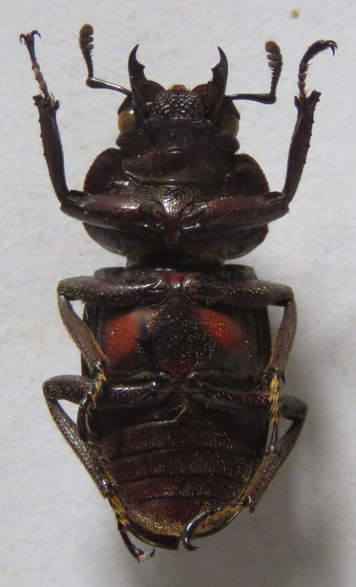 Image of Prosopocoilus (Hoplitocranum) kasaiensis Maes 1990