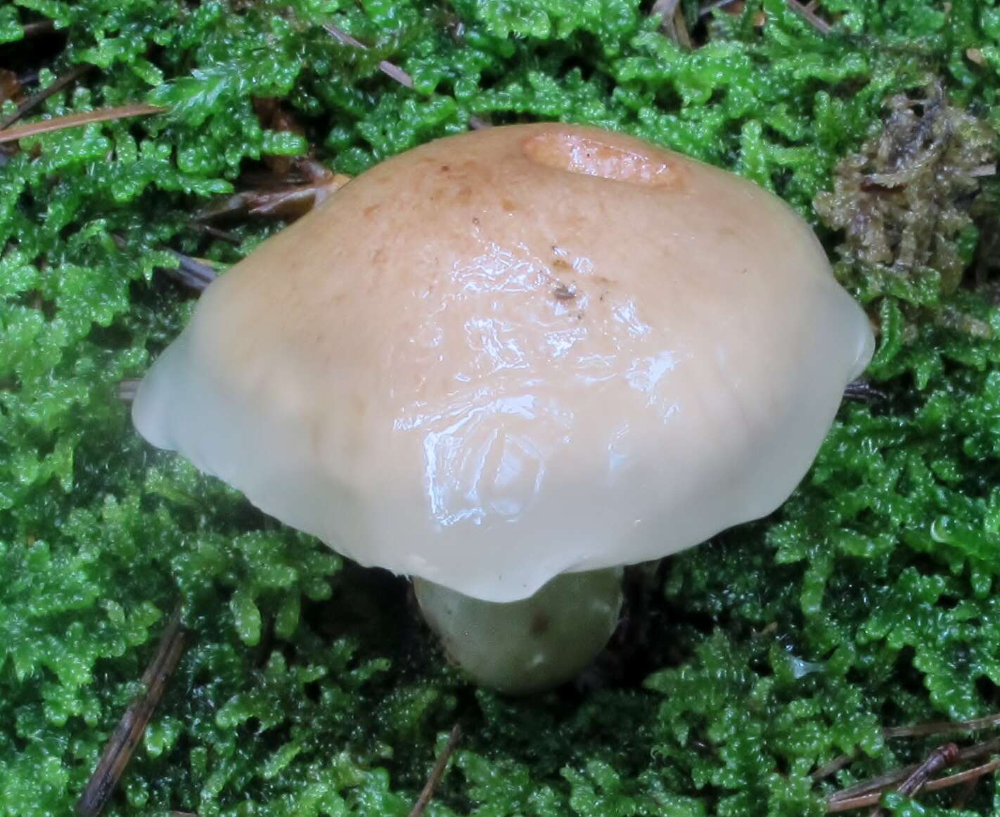 Image of Pholiota lenta (Pers.) Singer 1951