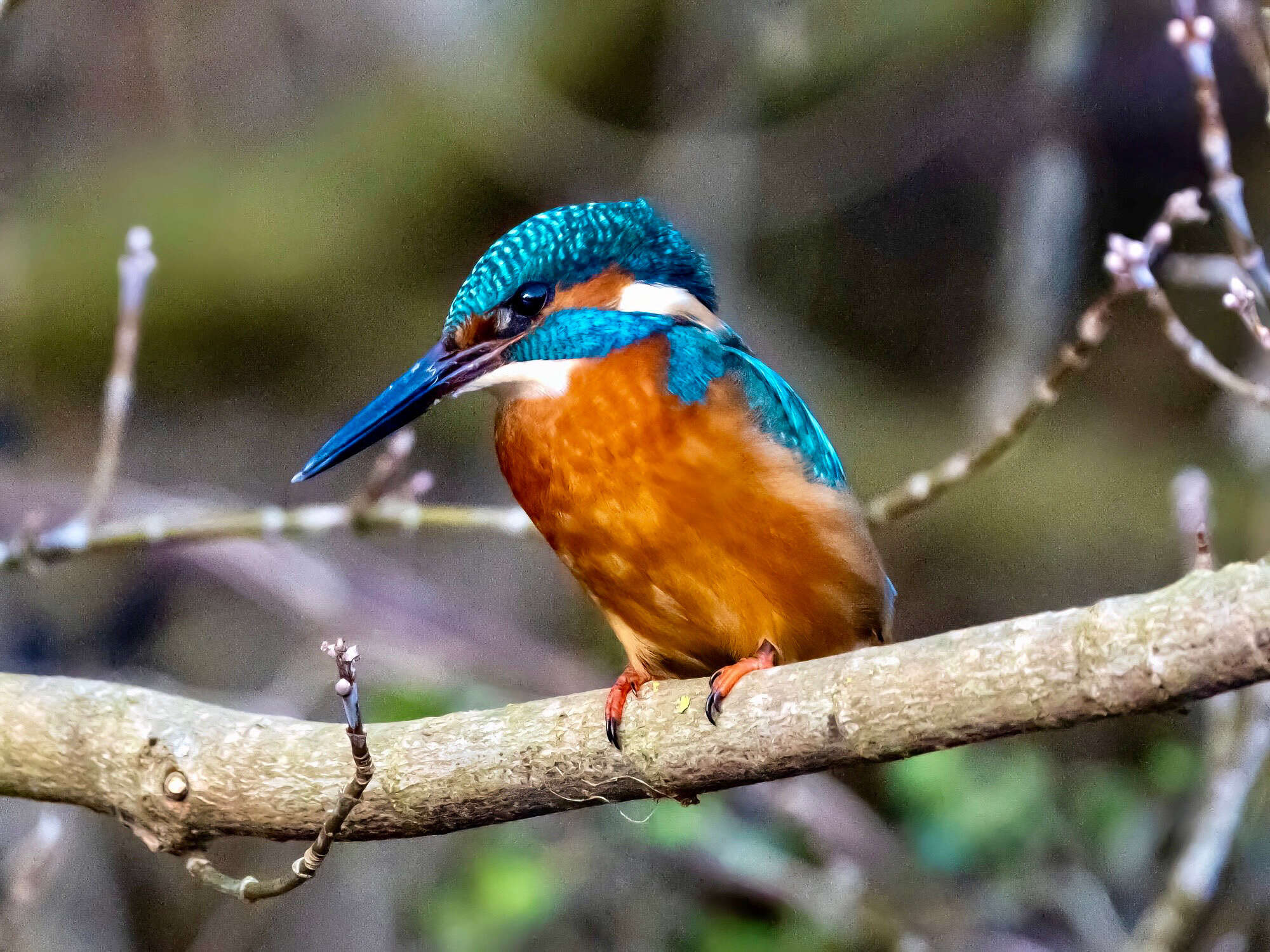 Image of Alcedo atthis ispida Linnaeus 1758