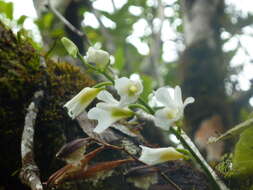 Image de Beclardia macrostachya (Thouars) A. Rich.