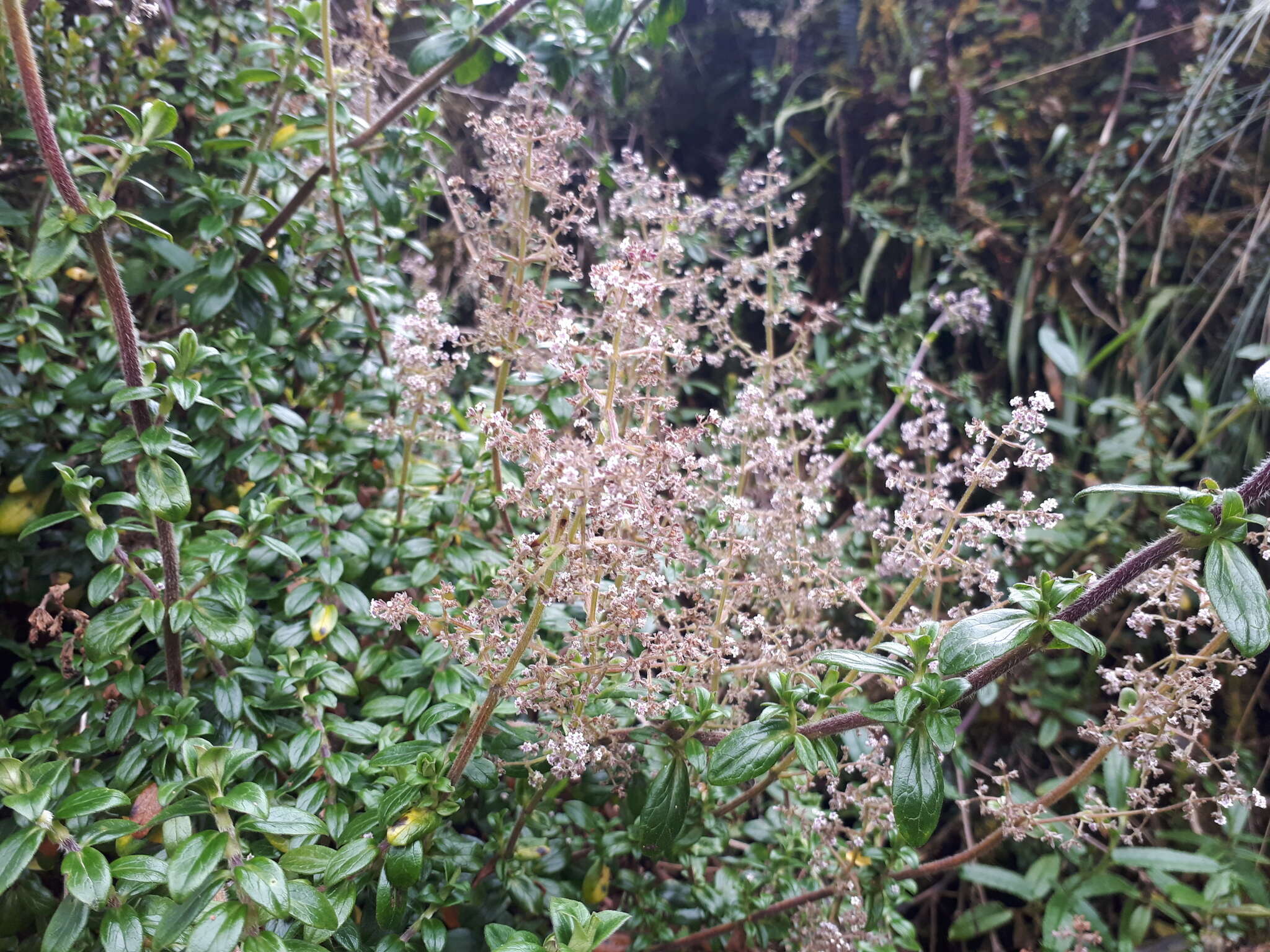 Imagem de Valeriana microphylla Kunth