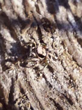 Image of Habronattus klauseri (Peckham & Peckham 1901)