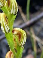 Pterostylis crebra的圖片