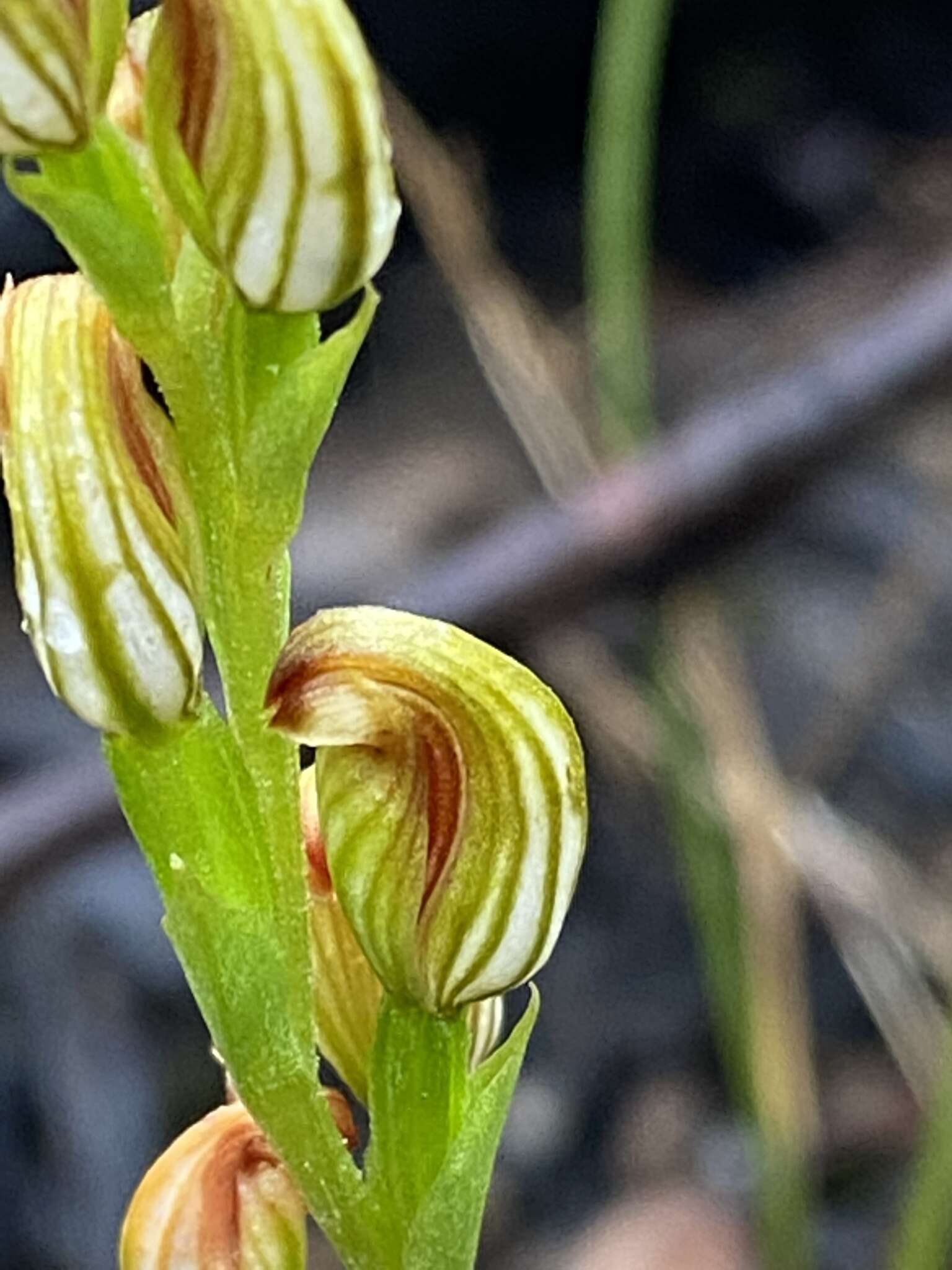 Pterostylis crebra的圖片